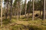 Hadcové bory patří k méně obvyklým lesním ekosystémům
